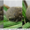 prot afra larva6 volg2